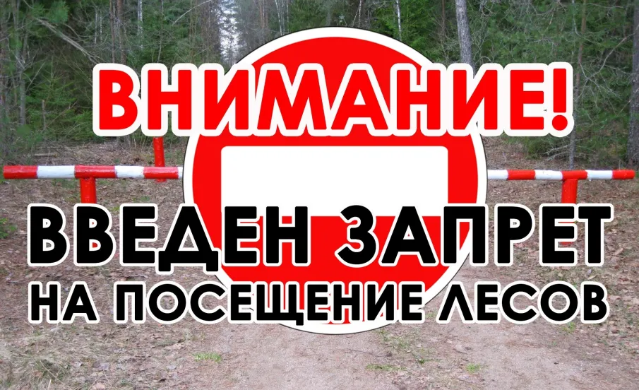 Установлен запрет на посещение лесов!